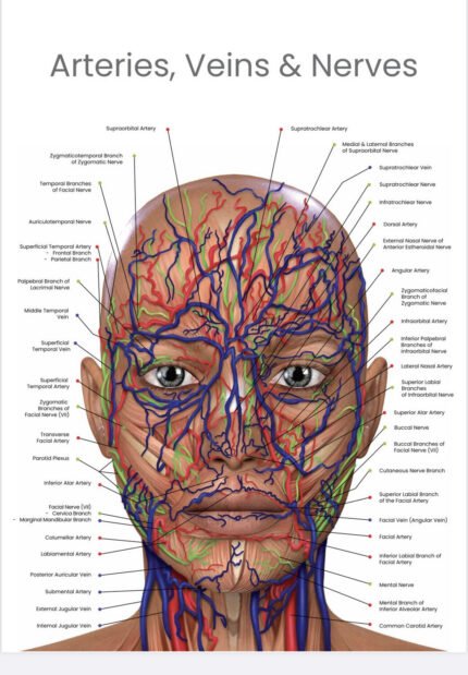 buy arteries veins nerves poster online
