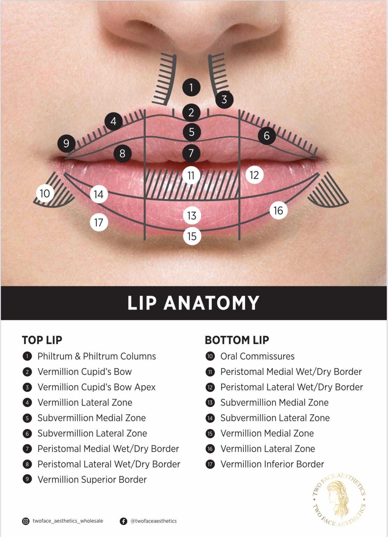 buy lip anatomy poster online buy lip anatomy poster online